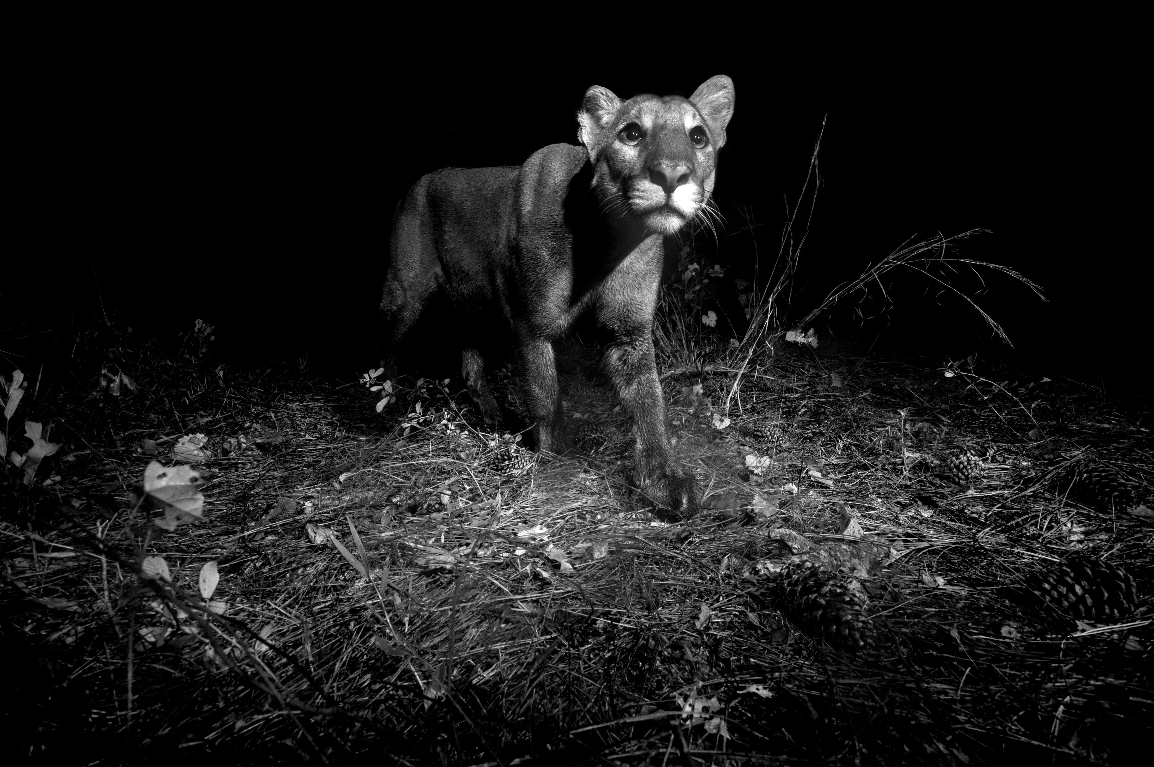 Photo Contest 2018
Caption: An endangered Florida panther in the Spirit of the Wild Wildlife Management Area, Florida, United States.
Photo Credit: © William Freund/TNC Photo Contest 2018
Photographer's Statement: Endangered Florida Panther taken in December of 2016 at Spirit of the Wild Wildlife Management Area in Florida using a Nikon D3200 with a passive infrared trigger and two flashes. Nature, and the panthers, matter to me because if we are able to save the panther we will be able to save Florida. We must better understand how we are interconnected to nature and the panther can help us do that.